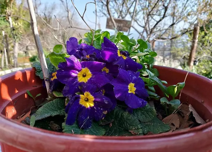 Stonehouse - The Secret Place Case de vacanță Vizitsa