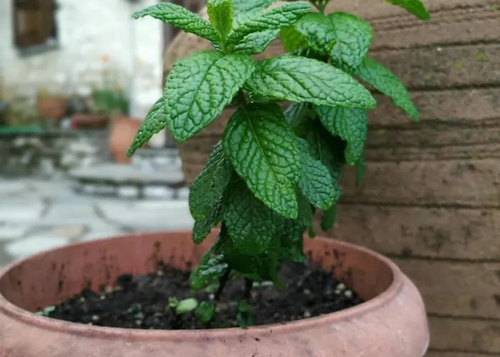 Stonehouse - The Secret Place Case de vacanță *